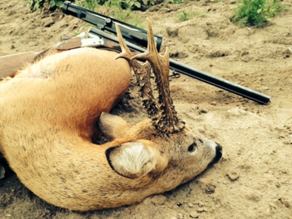 Rehbockjagd Tschechien