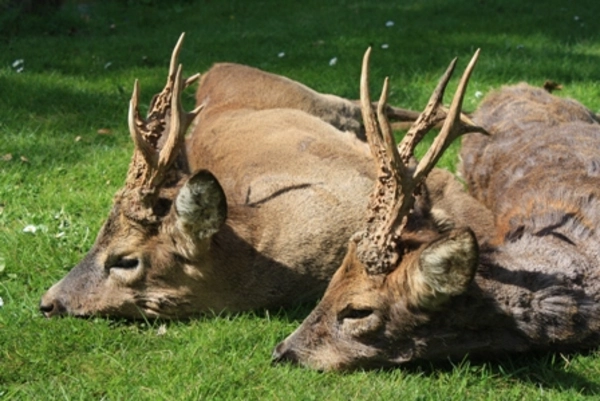 Bockjagd Südengland